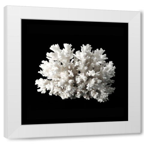 White Coral II  White Modern Wood Framed Art Print by Urban Road