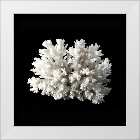 White Coral II  White Modern Wood Framed Art Print by Urban Road