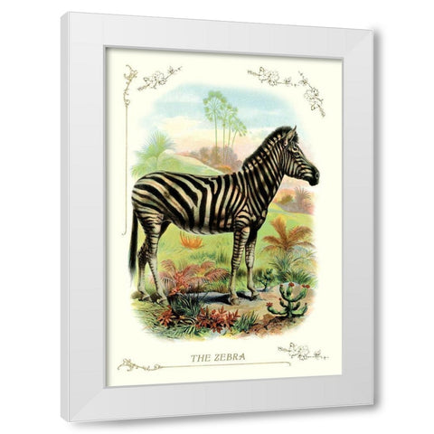 The Zebra, 1900 White Modern Wood Framed Art Print by Unknown