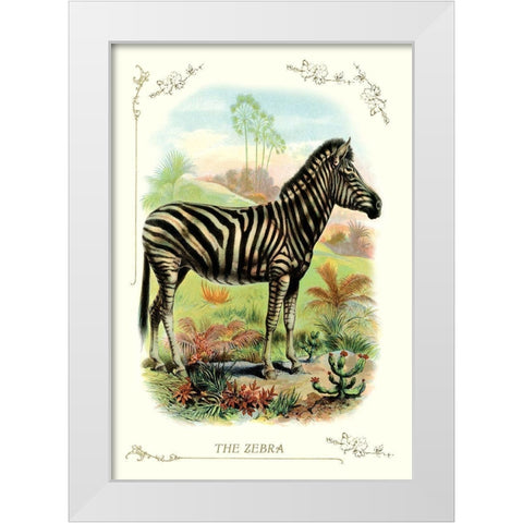 The Zebra, 1900 White Modern Wood Framed Art Print by Unknown