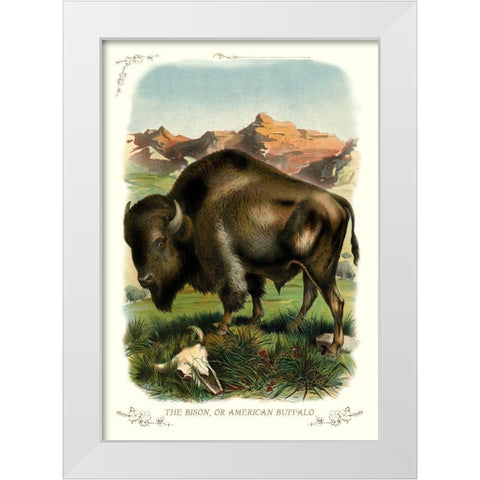 The Bison, or American Buffalo, 1900 White Modern Wood Framed Art Print by Unknown