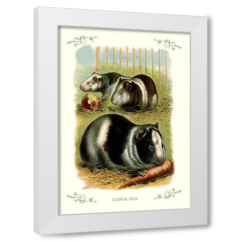 Guinea Pigs, 1900 White Modern Wood Framed Art Print by Unknown