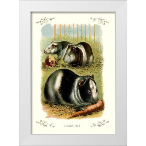 Guinea Pigs, 1900 White Modern Wood Framed Art Print by Unknown