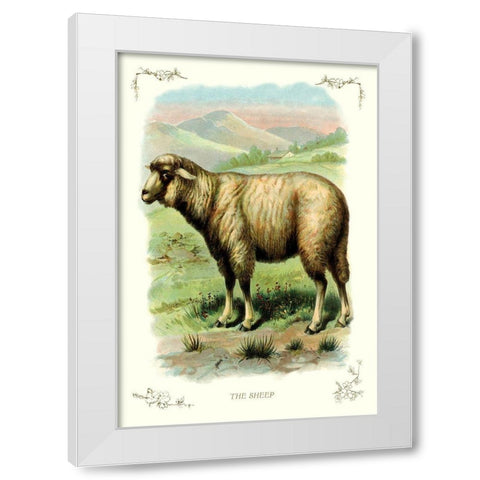 The Sheep, 1900 White Modern Wood Framed Art Print by Unknown