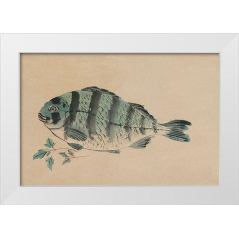Striped Bass White Modern Wood Framed Art Print by Unknown