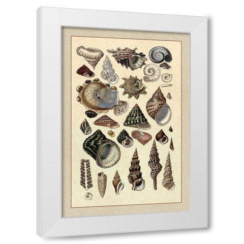 Shells: Trachelipoda #3 White Modern Wood Framed Art Print by Sowerby, G.B.