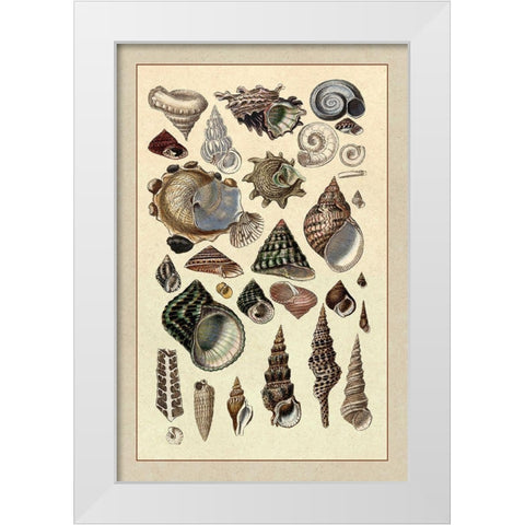 Shells: Trachelipoda #3 White Modern Wood Framed Art Print by Sowerby, G.B.