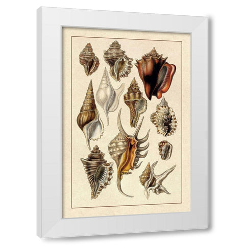 Shells: Trachelipoda #5 White Modern Wood Framed Art Print by Sowerby, G.B.