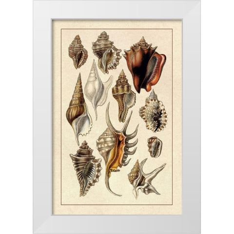 Shells: Trachelipoda #5 White Modern Wood Framed Art Print by Sowerby, G.B.