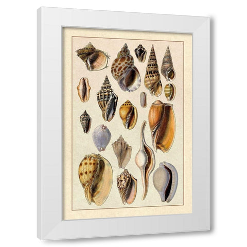 Shells: Trachelipoda #6 White Modern Wood Framed Art Print by Sowerby, G.B.