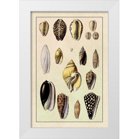 Shells: Convoltae and Orthocerata White Modern Wood Framed Art Print by Sowerby, G.B.