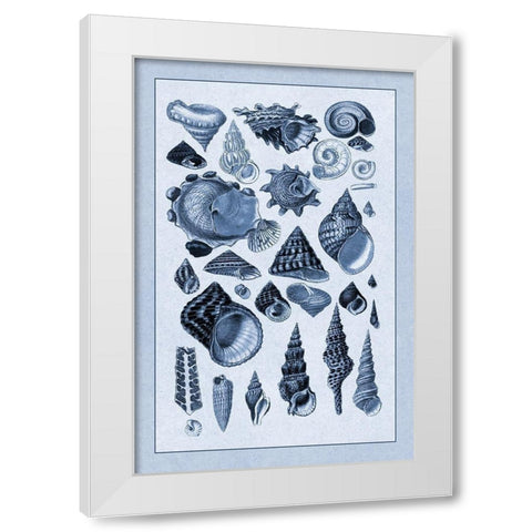 Shells: Trachelipoda #3 (Blue) White Modern Wood Framed Art Print by Sowerby, G.B.