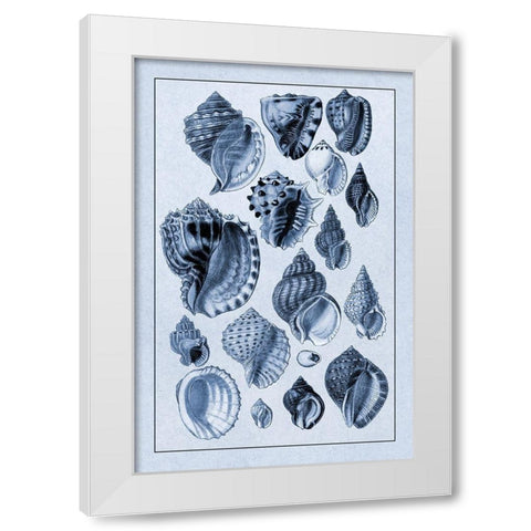 Shells: Purpurifera (Blue) White Modern Wood Framed Art Print by Sowerby, G.B.