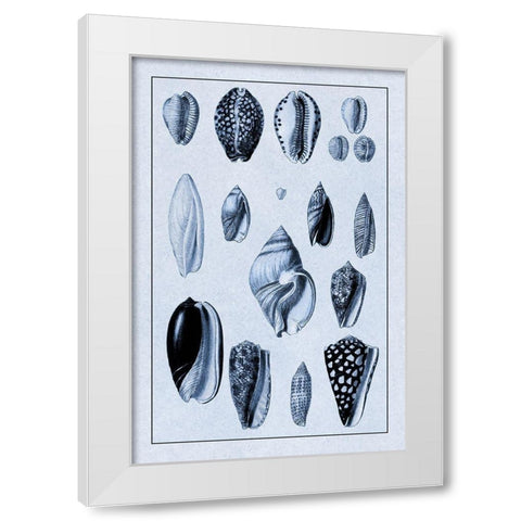 Shells: Convoltae and Orthocerata (Blue) White Modern Wood Framed Art Print by Sowerby, G.B.