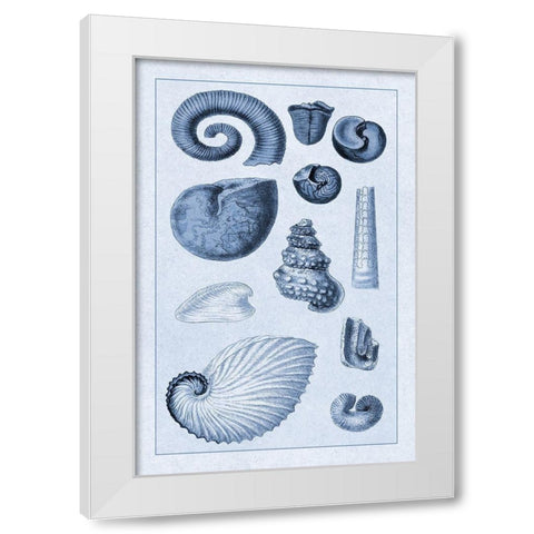 Shells: Ammonacea (Blue) White Modern Wood Framed Art Print by Sowerby, G.B.