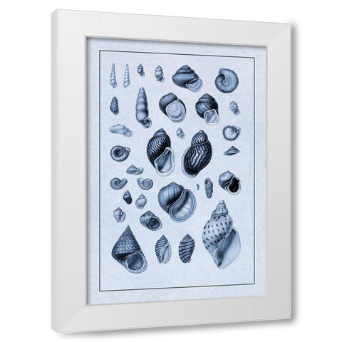 Shells: Sessile Cirripedes #2 (Blue) White Modern Wood Framed Art Print by Sowerby, G.B.