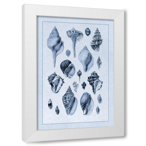 Shells: Sessile Cirripedes #3 (Blue) White Modern Wood Framed Art Print by Sowerby, G.B.