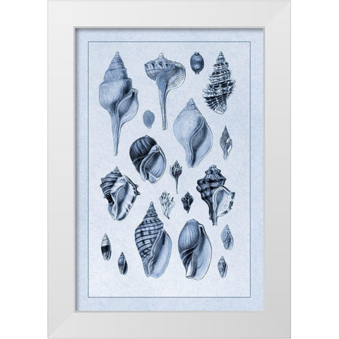 Shells: Sessile Cirripedes #3 (Blue) White Modern Wood Framed Art Print by Sowerby, G.B.