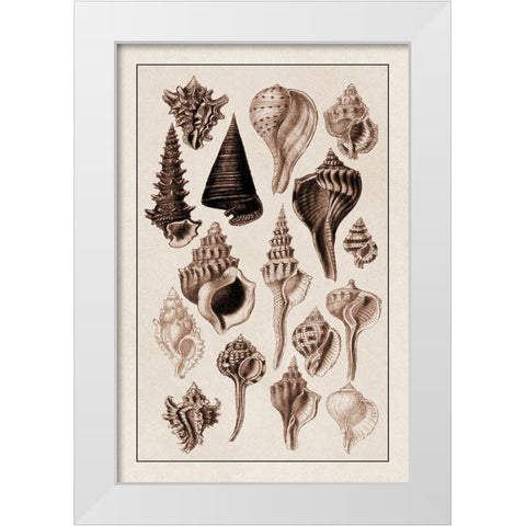 Shells: Trachelipoda #4 (Sepia) White Modern Wood Framed Art Print by Sowerby, G.B.