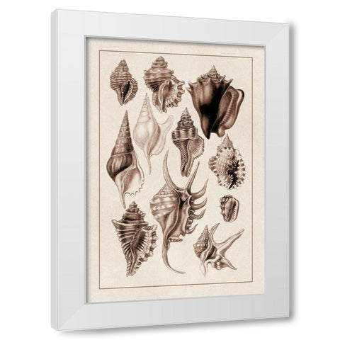 Shells: Trachelipoda #5 (Sepia) White Modern Wood Framed Art Print by Sowerby, G.B.