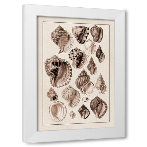 Shells: Purpurifera (Sepia) White Modern Wood Framed Art Print by Sowerby, G.B.