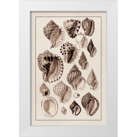 Shells: Purpurifera (Sepia) White Modern Wood Framed Art Print by Sowerby, G.B.
