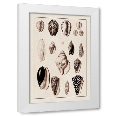 Shells: Convoltae and Orthocerata (Sepia) White Modern Wood Framed Art Print by Sowerby, G.B.
