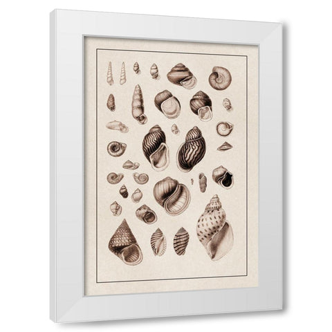 Shells: Sessile Cirripedes #2 (Sepia) White Modern Wood Framed Art Print by Sowerby, G.B.