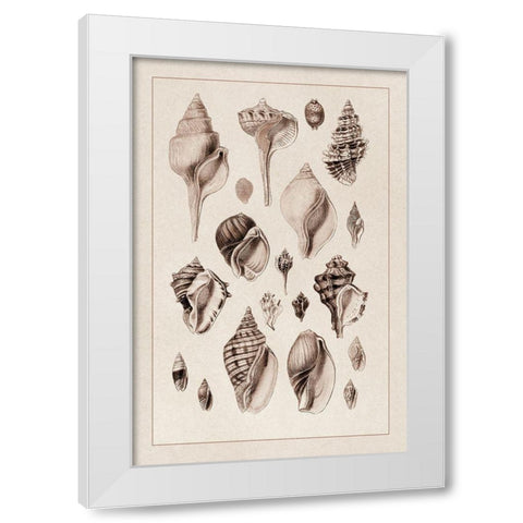 Shells: Sessile Cirripedes #3 (Sepia) White Modern Wood Framed Art Print by Sowerby, G.B.