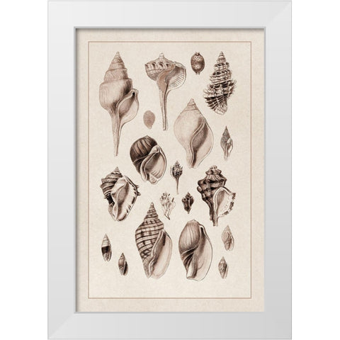 Shells: Sessile Cirripedes #3 (Sepia) White Modern Wood Framed Art Print by Sowerby, G.B.