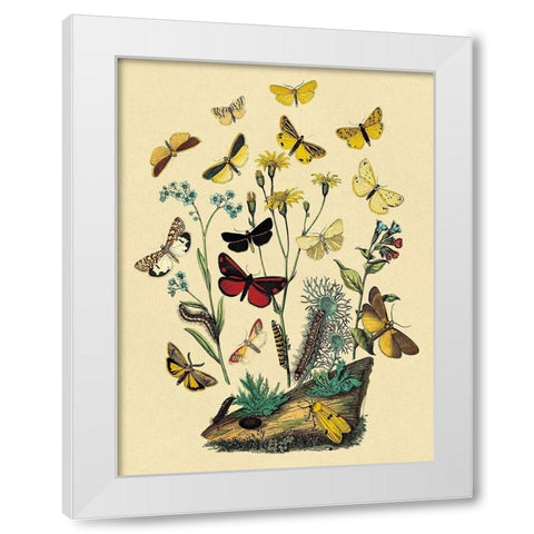 Moths: C. Miniata, S. Aurita, et al. White Modern Wood Framed Art Print by Kirby, W. F.