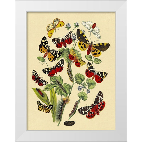Moths: N. Plantaginis, A. Purpurea, et al. White Modern Wood Framed Art Print by Kirby, W. F.
