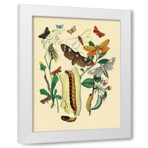Moths: C. Ligniperda, Z. Aesculi, et al. White Modern Wood Framed Art Print by Kirby, W. F.
