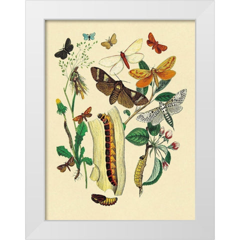 Moths: C. Ligniperda, Z. Aesculi, et al. White Modern Wood Framed Art Print by Kirby, W. F.