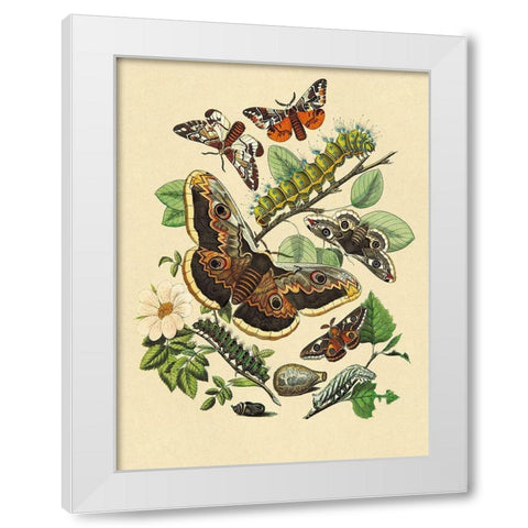 Moths: E. Versicolora, S. Pyri, S. Carpini White Modern Wood Framed Art Print by Kirby, W. F.