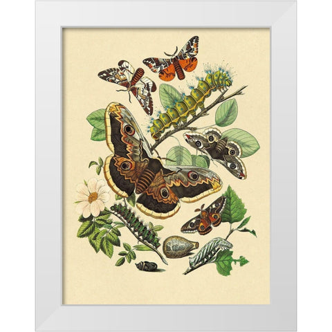 Moths: E. Versicolora, S. Pyri, S. Carpini White Modern Wood Framed Art Print by Kirby, W. F.