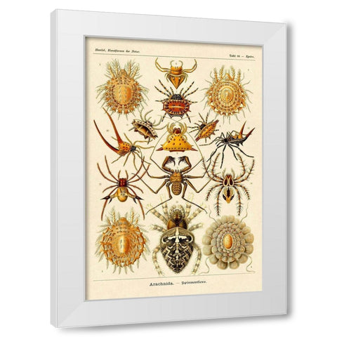 Haeckel Nature Illustrations: Spiders White Modern Wood Framed Art Print by Haeckel, Ernst