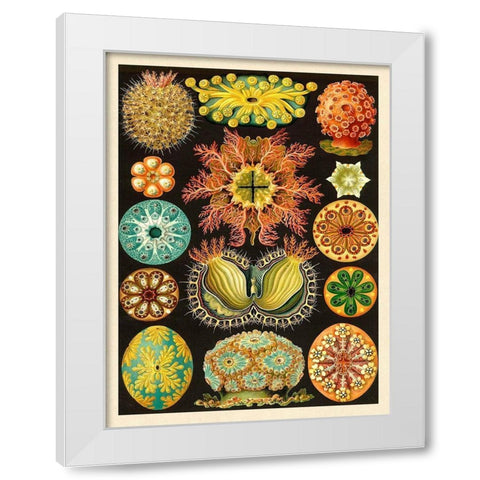 Haeckel Nature Illustrations: Ascidiae White Modern Wood Framed Art Print by Haeckel, Ernst