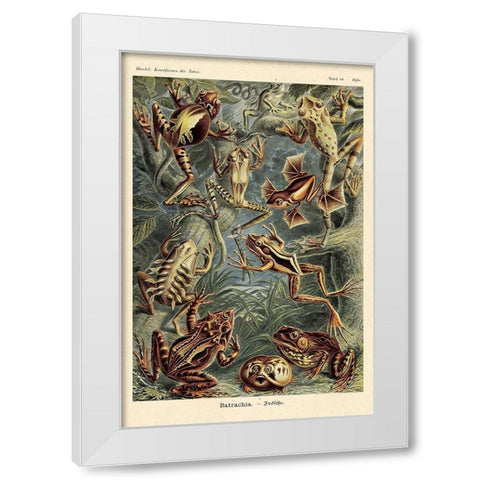 Haeckel Nature Illustrations: Frogs White Modern Wood Framed Art Print by Haeckel, Ernst