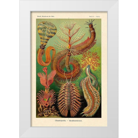 Haeckel Nature Illustrations: Worms White Modern Wood Framed Art Print by Haeckel, Ernst