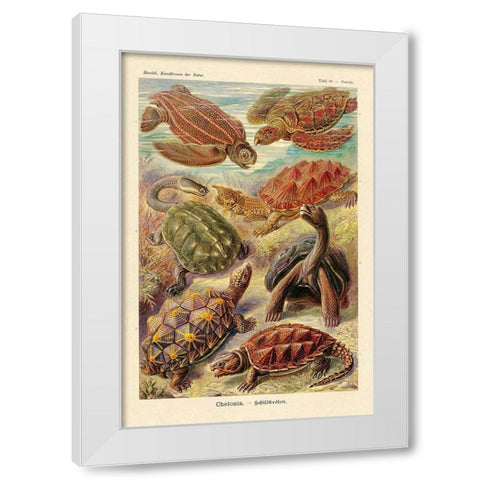 Haeckel Nature Illustrations: Turtles White Modern Wood Framed Art Print by Haeckel, Ernst