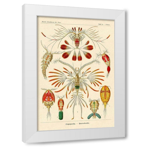 Haeckel Nature Illustrations: Crustaceans White Modern Wood Framed Art Print by Haeckel, Ernst