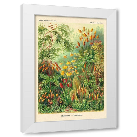 Haeckel Nature Illustrations: Muscinae White Modern Wood Framed Art Print by Haeckel, Ernst
