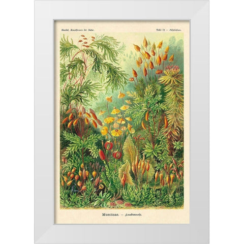 Haeckel Nature Illustrations: Muscinae White Modern Wood Framed Art Print by Haeckel, Ernst