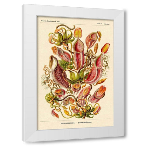 Haeckel Nature Illustrations: Pitcher Plants White Modern Wood Framed Art Print by Haeckel, Ernst