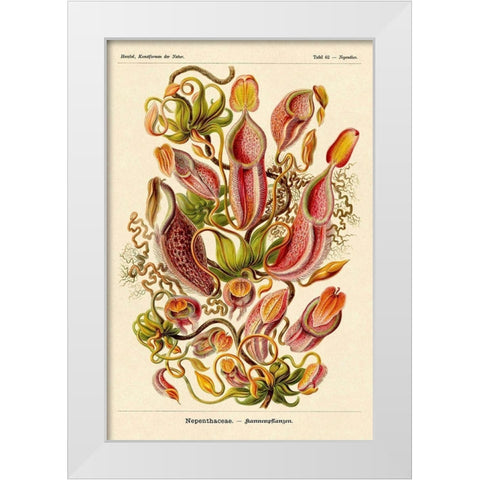 Haeckel Nature Illustrations: Pitcher Plants White Modern Wood Framed Art Print by Haeckel, Ernst