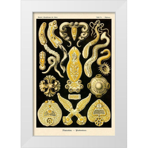Haeckel Nature Illustrations: Flatworms White Modern Wood Framed Art Print by Haeckel, Ernst