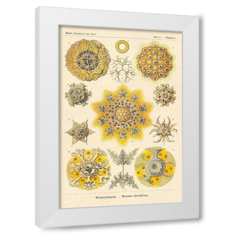 Haeckel Nature Illustrations: Polycytaria Radiolaria White Modern Wood Framed Art Print by Haeckel, Ernst