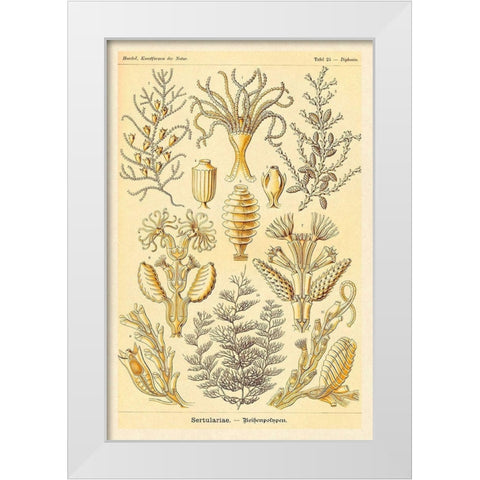 Haeckel Nature Illustrations: Sertulariae White Modern Wood Framed Art Print by Haeckel, Ernst