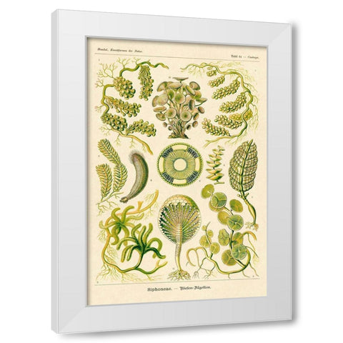 Haeckel Nature Illustrations: Siphoneae Hydrozoa White Modern Wood Framed Art Print by Haeckel, Ernst